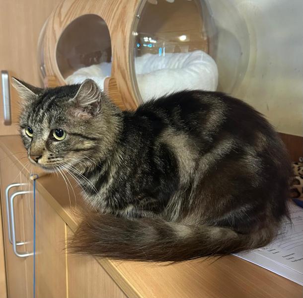 Europäische Hauskatze